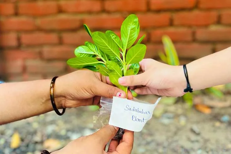 plantation-drive-3